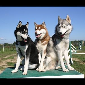 Meet your Posher, Scarlet